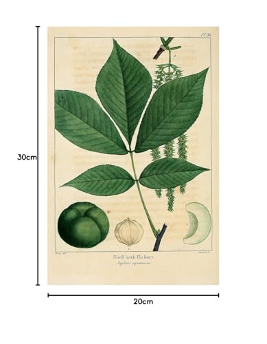 Meishe Art Vintage Poster Print Botanical Green Plants Leaves Pop Old-Fashioned Illustration Leaf Retro Wall Decor 6pcs(20cm x 30cm)