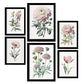 Nacnic Pink Flowers Posters. Full Colour Nature and Botany Prints with Floral Themes over Pure White Backgrounds. Aesthetic Illustrations for Interior Design and Decoration. A4 & A3.