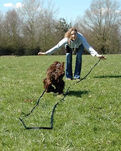 COMPANY OF ANIMALS Dog Whistle, Best Dog Training Equipment, Steel, Lightweight, Clear Sound, Obedience & Recall Training, Puppy & Dog Training, Whistle for Dogs Attachable to Lanyard or Keys