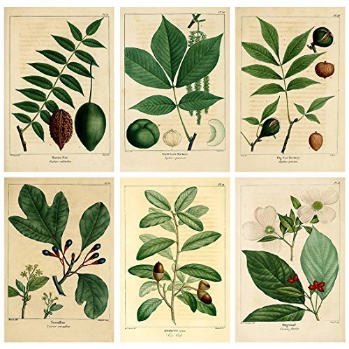 Meishe Art Vintage Poster Print Botanical Green Plants Leaves Pop Old-Fashioned Illustration Leaf Retro Wall Decor 6pcs(20cm x 30cm)