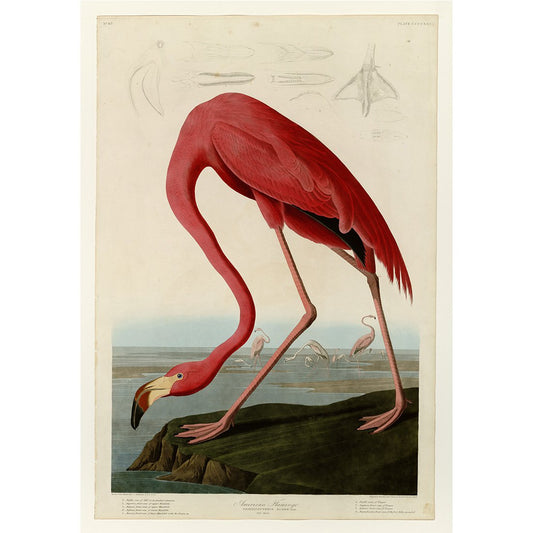 Meishe Art Poster Print Retro Vintage Birds Antique Red Flamingo Pelican Wild Animals Decorative Illustration Home Wall Decor (B)